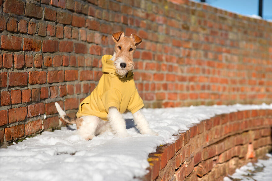 AMIPLAY Bluza Z Kapturem Texas Różowa 25cm