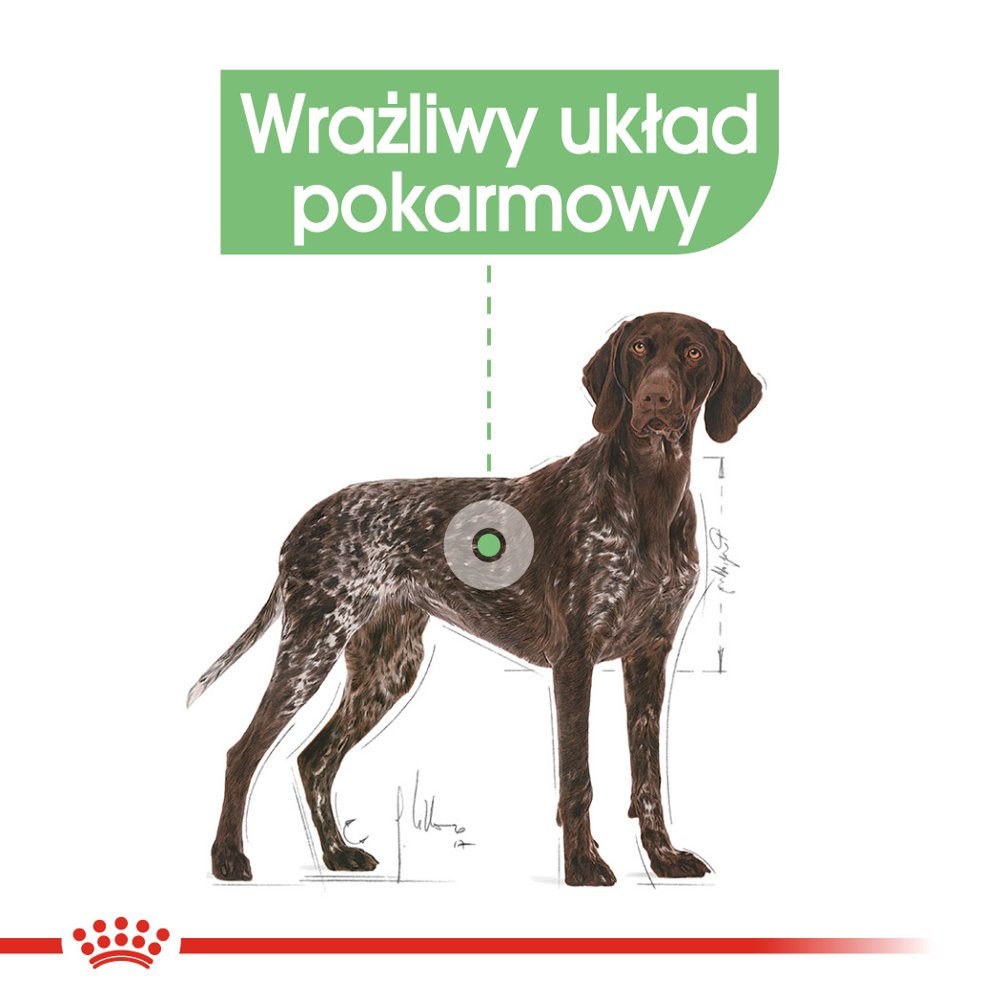 Royal Canin CCN Maxi Digestive Care Pełnoporcjowa karma dla psów dużych ras o wrażliwym układzie pokarmowym 12kg