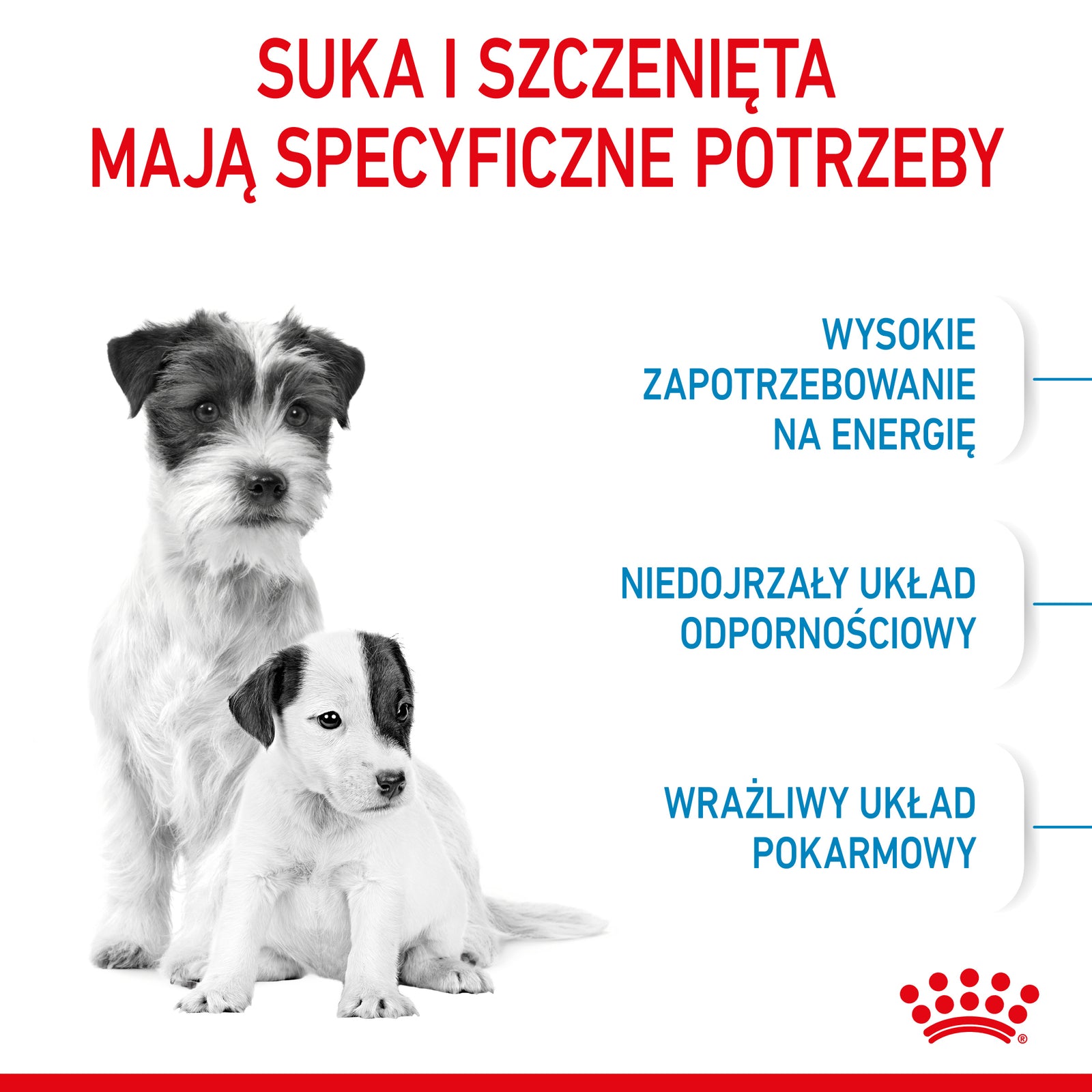 Royal Canin Mini Starter Mother & Babydog Pełnoporcjowa karma dla suk w ciąży oraz szczeniąt do 2 miesiąca życia 8kg